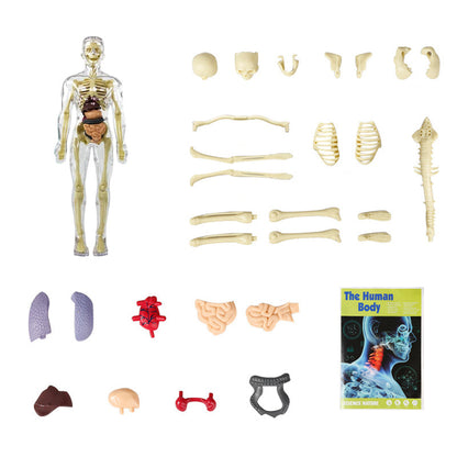 3D Cuerpo Humano Torso Modelo para Niños Anatomía Modelo Esqueleto