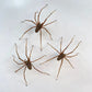 El pendiente de la araña gigante