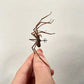El pendiente de la araña gigante